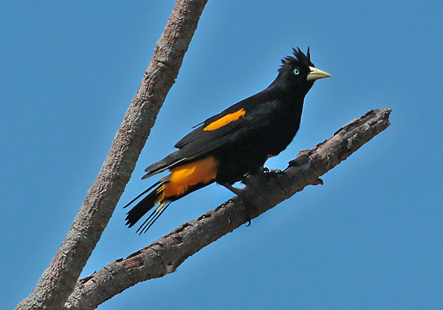 0234 Yellow-rumped Cacique 60D-6087