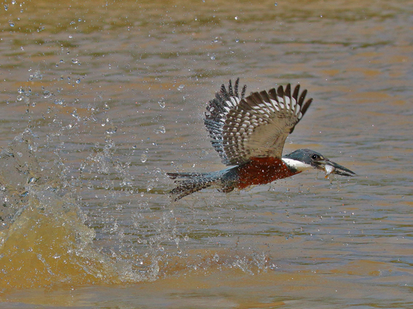 0235 Green Kingfisher 60D-6186