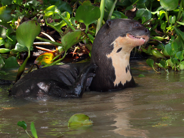 0239 Giant Otter 60D-6300