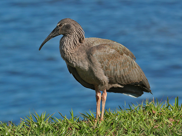 0240 Plumbeous Ibis 60D-6372