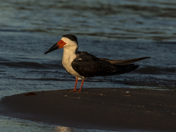 0242 Black Skimmer 60D-6424