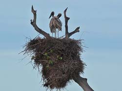 0201 Young Jabiru Storks 60D-5652