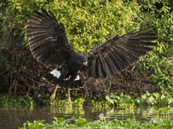 0202 Great Black Hawk 60D-5711