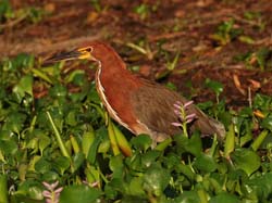 0203 Rufescent Tiger Heron 60D-5687