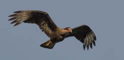 0204 Southern Caracara 60D-5694