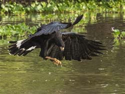 0205 Great Black Hawk 60D-5714