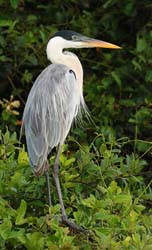 0206 Coci Heron 60D-5698