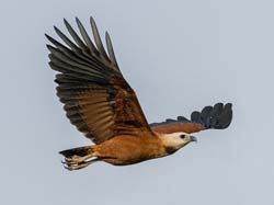 0207 Black-collared Hawk 60D-5704