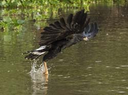 0208 Great Black Hawk 60D-5715