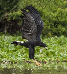 0210 Great Black Hawk 60D-5763