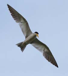 0213 Large-billed Tern 60D-5795