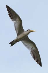 0216 Large-billed Tern 60D-5800