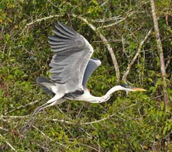 0218 Coci Heron 60D-5937