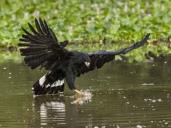 0219 Great Black Hawk 60D-5811