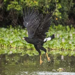 0220 Great Black Hawk 60D-5812