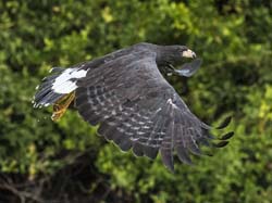 0223 Great Black Hawk 60D-5814