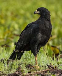 0225 Great Black Hawk 60D-5836