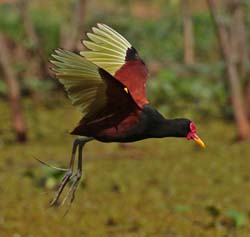 0226 Wattled Jacana 60D-6045