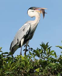 0227 Coci Heron 60D-5994