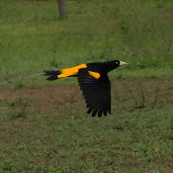 0230 Yellow-rumped Cacique 60D-6075