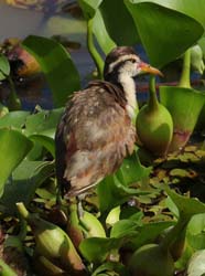 0231 Young Wattled Jacana 60D-6069