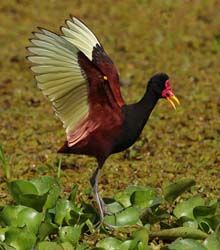 0233 Wattled Jacana 60D-6053