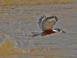 0235 Green Kingfisher 60D-6186