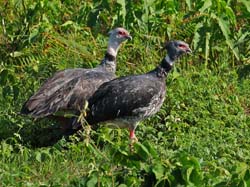 0236 Southern Screamers 60D-6347