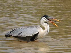 0237 Coci Heron 60D-6228
