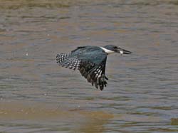 0238 Green Kingfisher 60D-6187