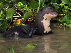 0239 Giant Otter 60D-6300