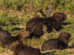 0241 Capybaras 60D-6411