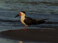 0242 Black Skimmer 60D-6424