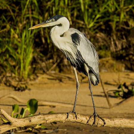 0245 Coci Heron 9J8E5264