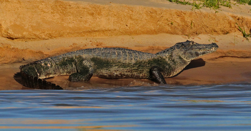 0246 Black Caiman 9J8E5281