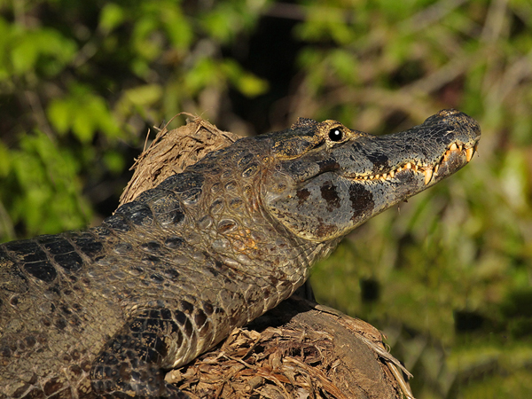 0248 Yacare Caiman 9J8E5290