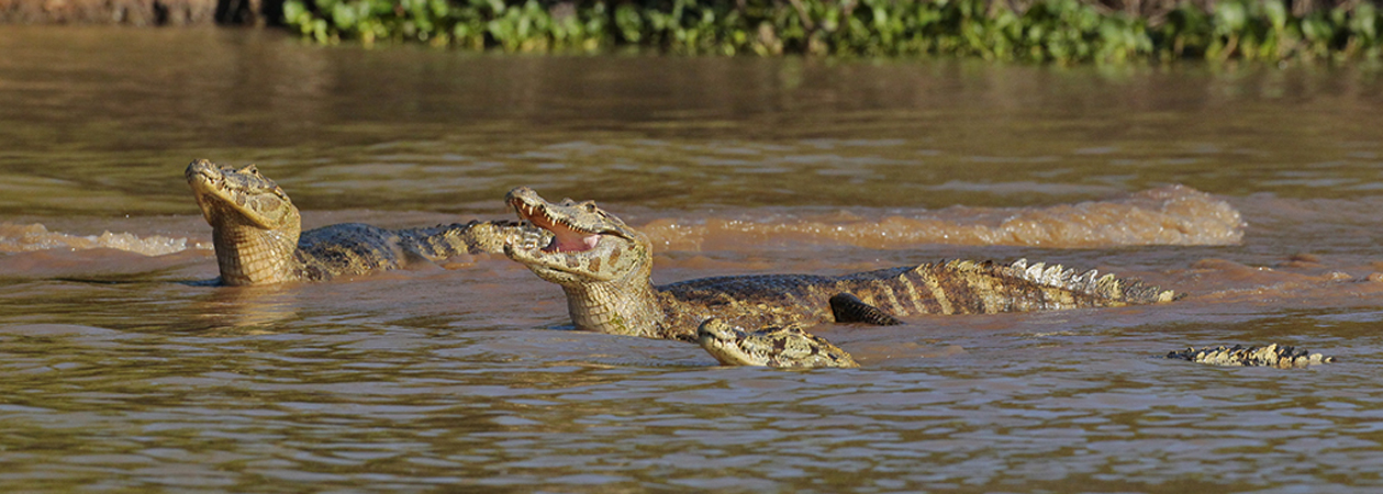 0250 Yacare Caiman 9J8E5306