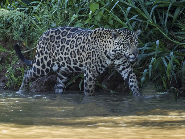 0253 Jaguar 9J8E5435