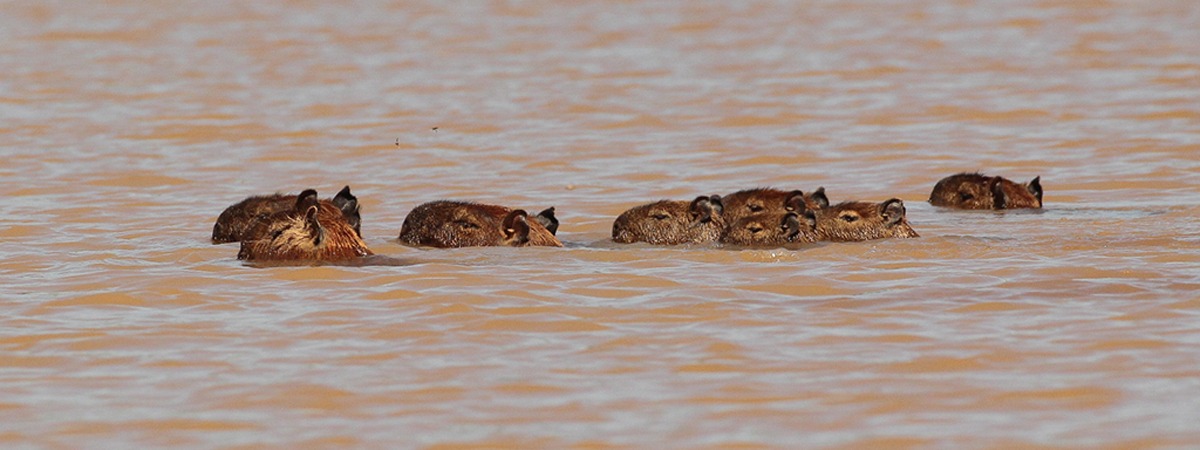 0254 Capybaras 9J8E5673