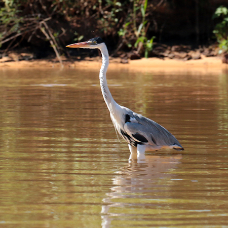 0256 Coci Heron 60D-6439