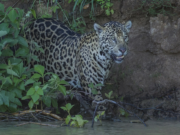 0257 Jaguar 9J8E5499