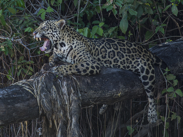 0262 Jaguar 9J8E5635