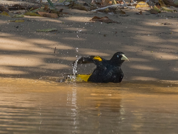 0267 Yellow-rumped Cacique 60D-6550