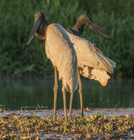 0272 Jabiru Storks 60D-6582
