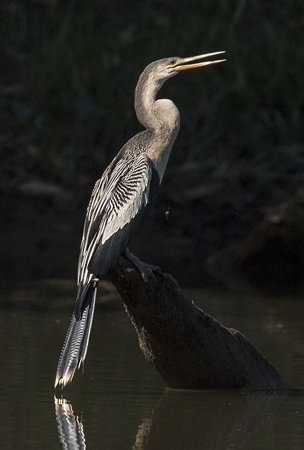 0273 Anhinga 60D-6486