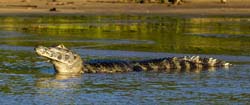0244 Yacare Caiman 9J8E5263