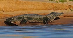0246 Black Caiman 9J8E5281
