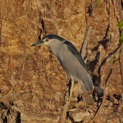 0247 Black-crowned Night Heron 9J8E5284