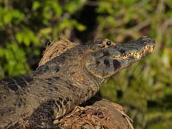 0248 Yacare Caiman 9J8E5290