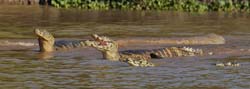 0250 Yacare Caiman 9J8E5306